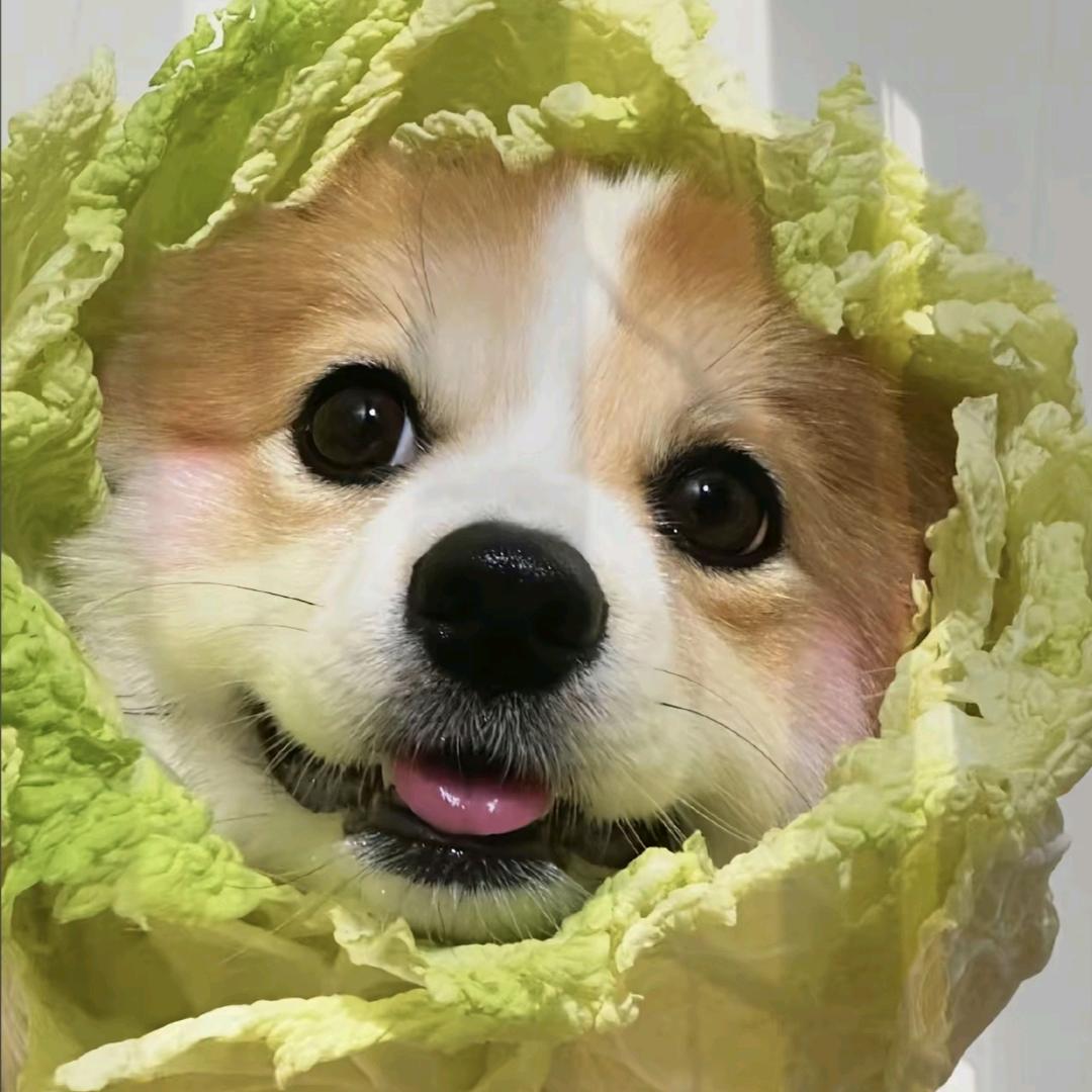 QQ飞车圆梦小贝