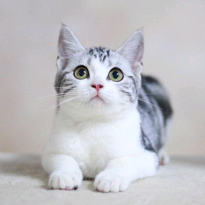 柏喵猫咪生活馆1