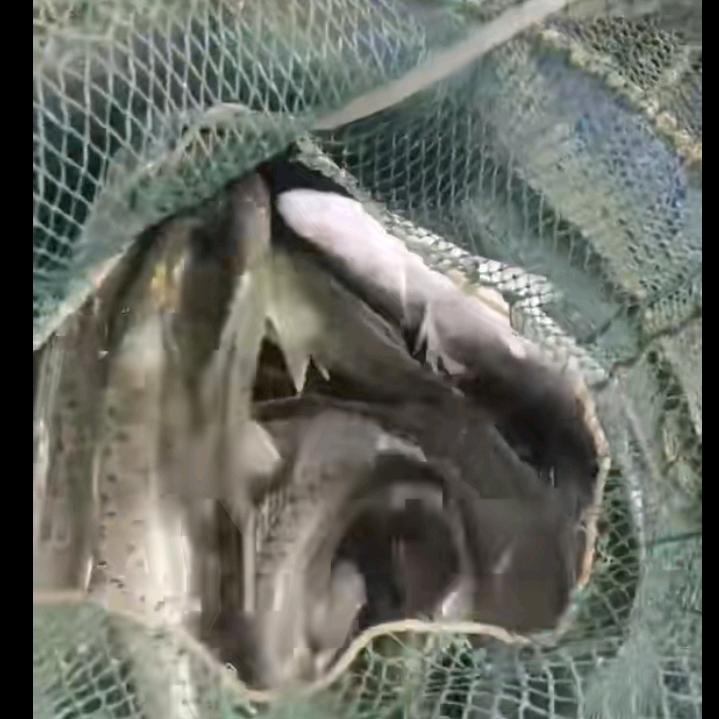 渔港飘香