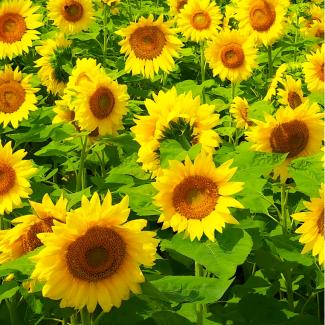 不忘初心（助力老铁）