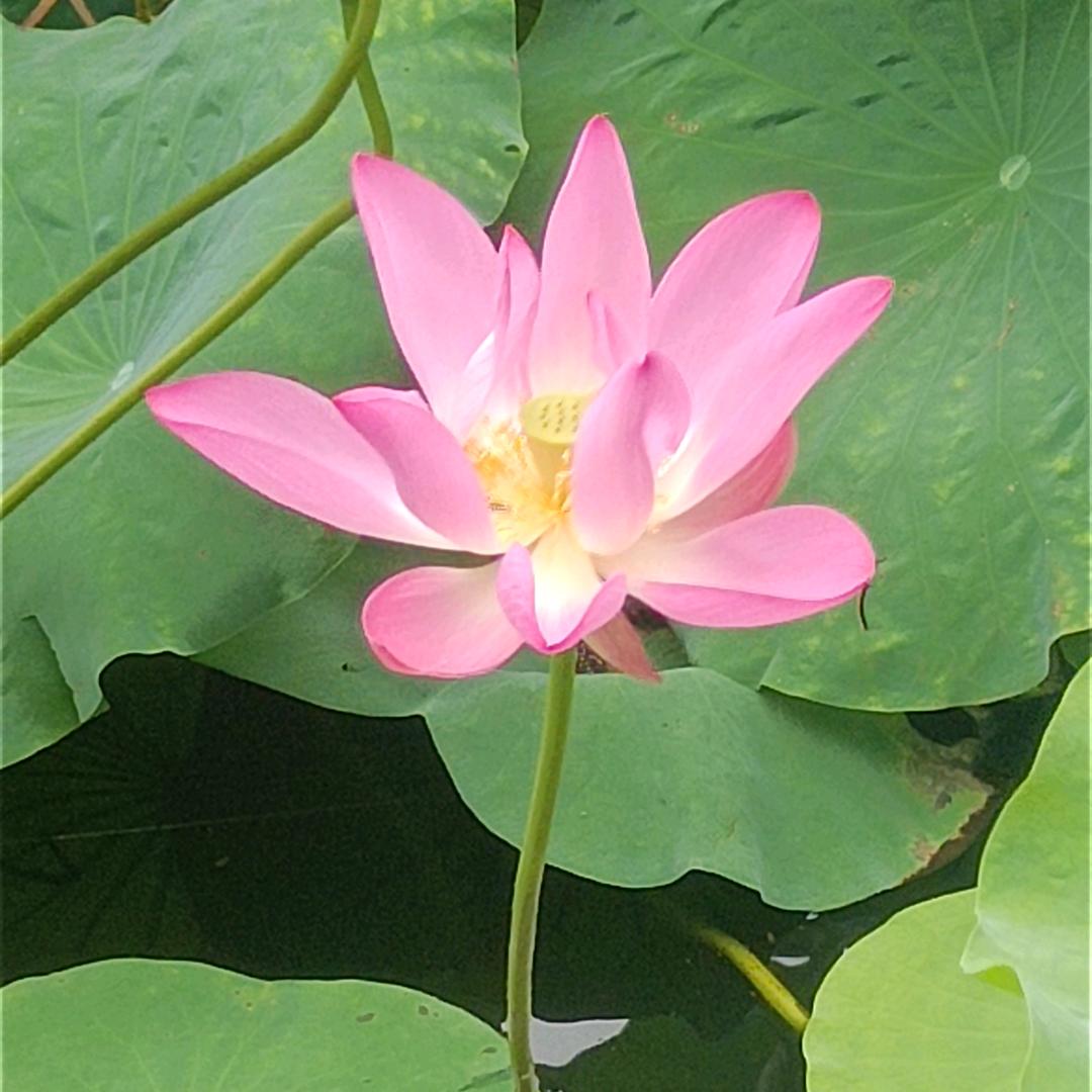 明天会更好  勇