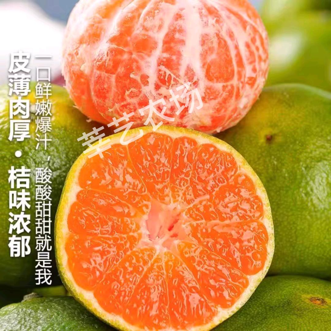 涌泉蜜桔