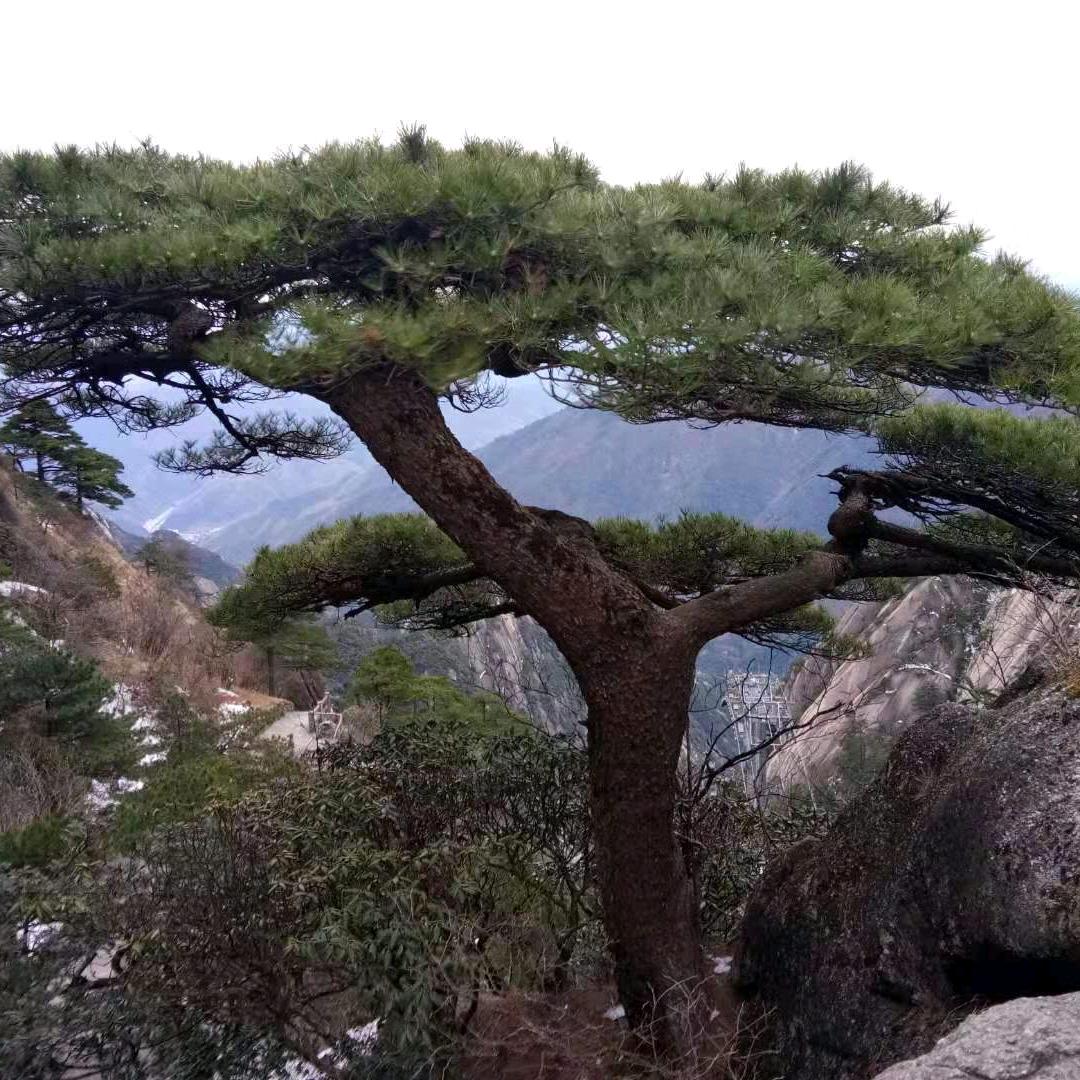 亮哥😎