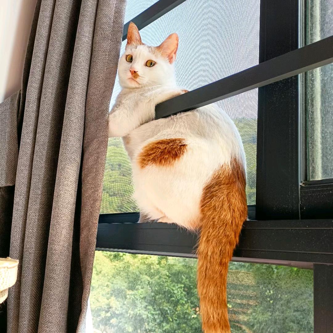 好好好想见到你