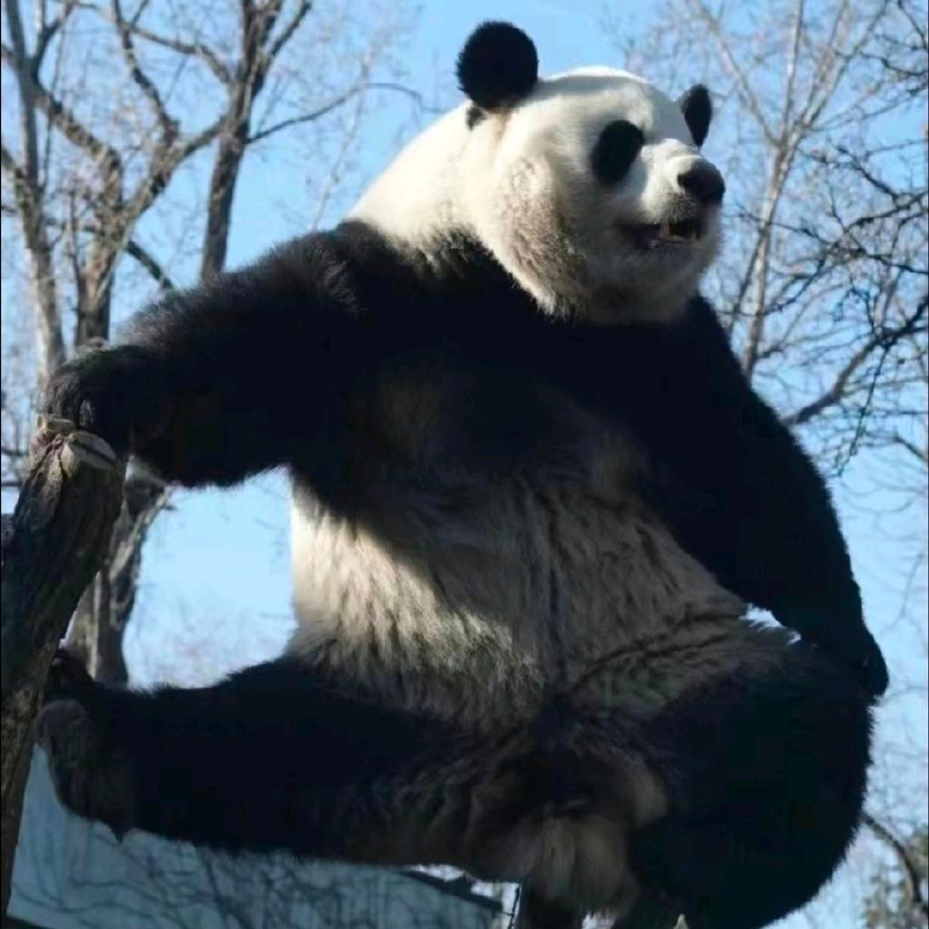 萌兰家的麻雀雀