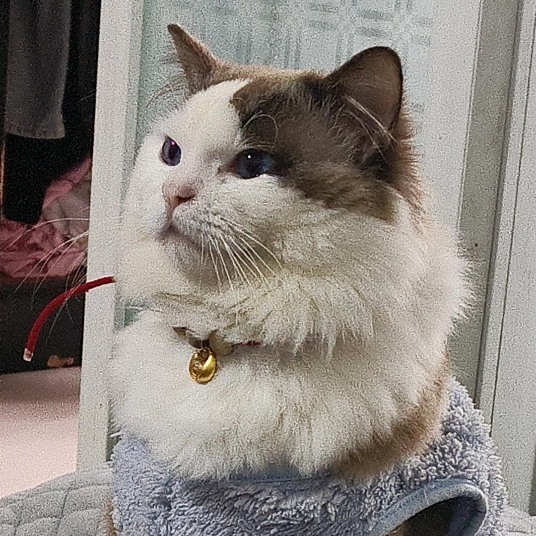 爱吃提拉米苏的猫（拒绝连赞）