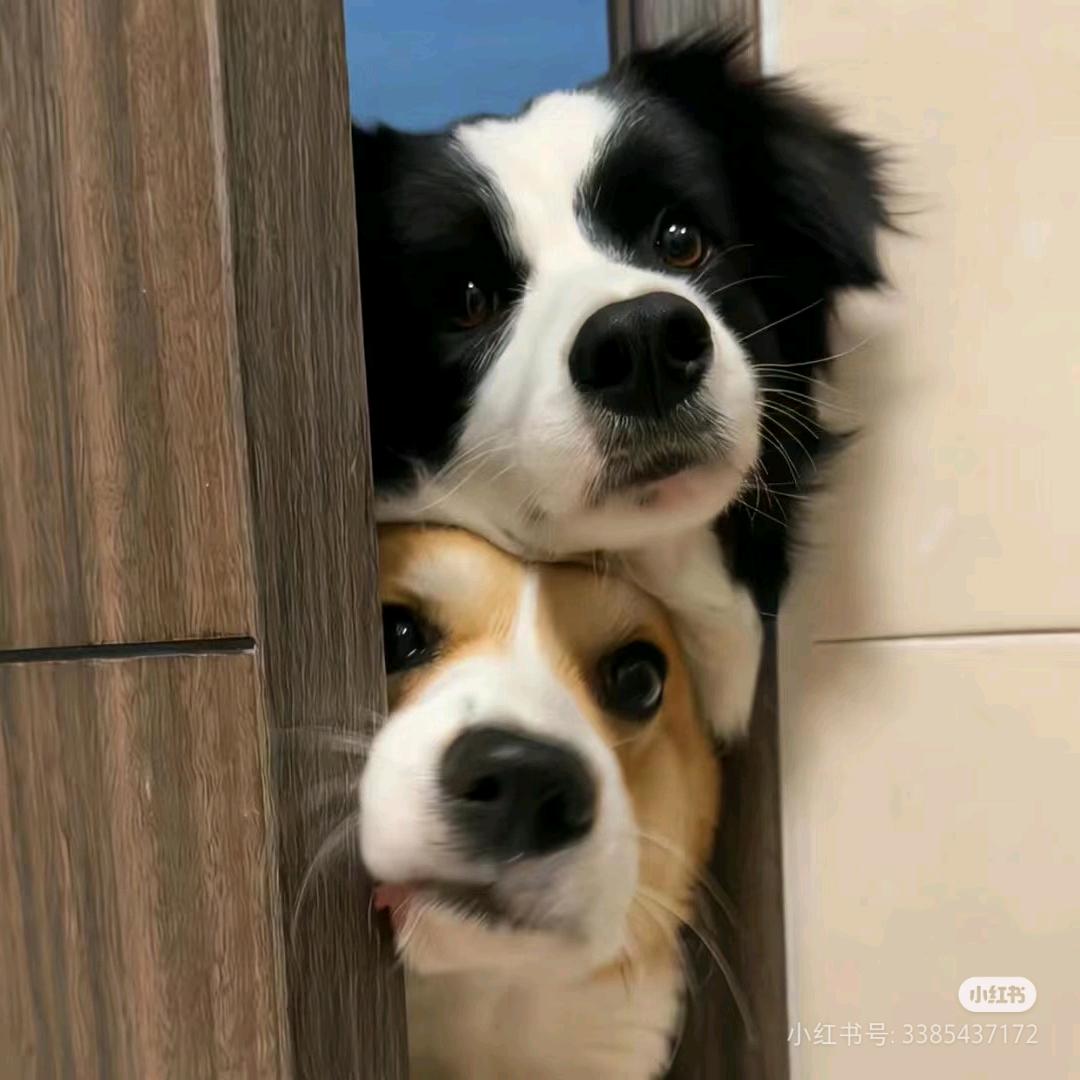 吃虾条的小猫