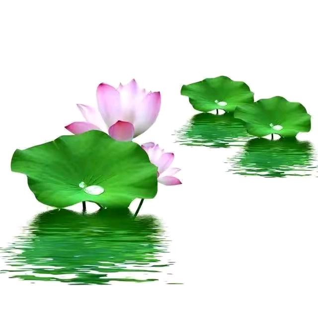 🌷🍀浦溪🍀🌷