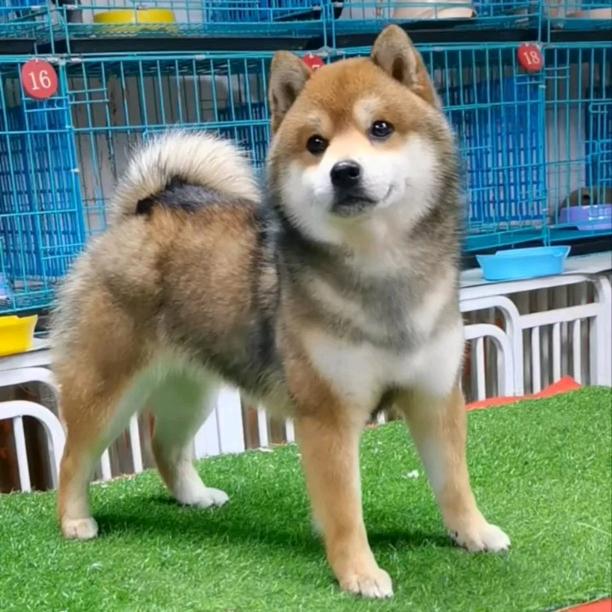 老杨家的豆柴🐶（喵拾壹）
