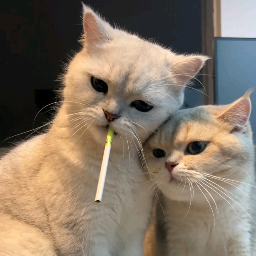 轩辰（心态第一中单）