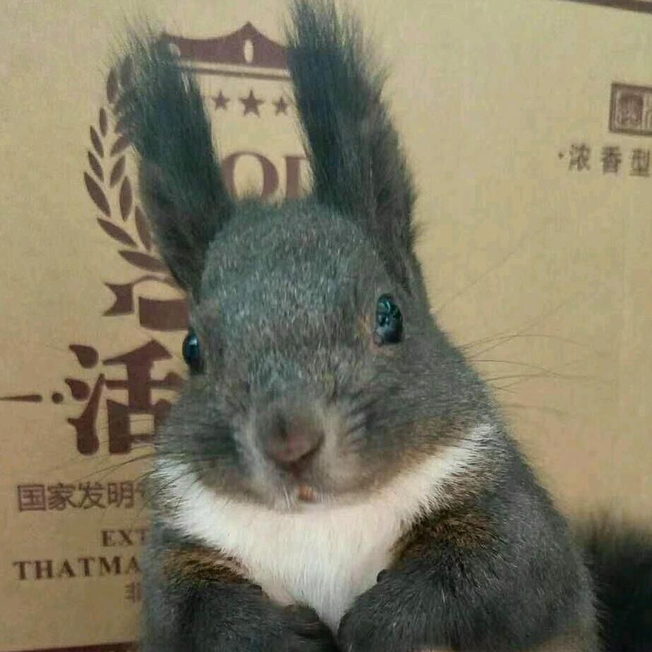 山东松鼠龙猫养殖场