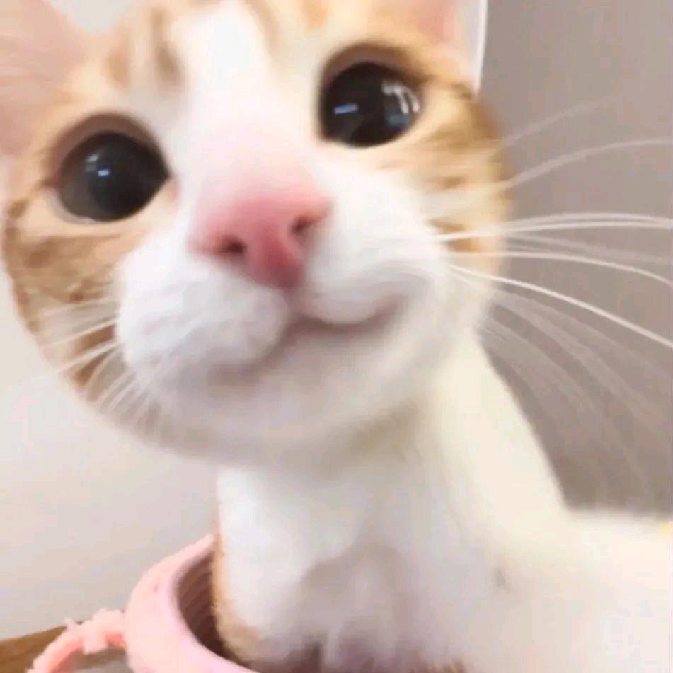 馥桉🥠