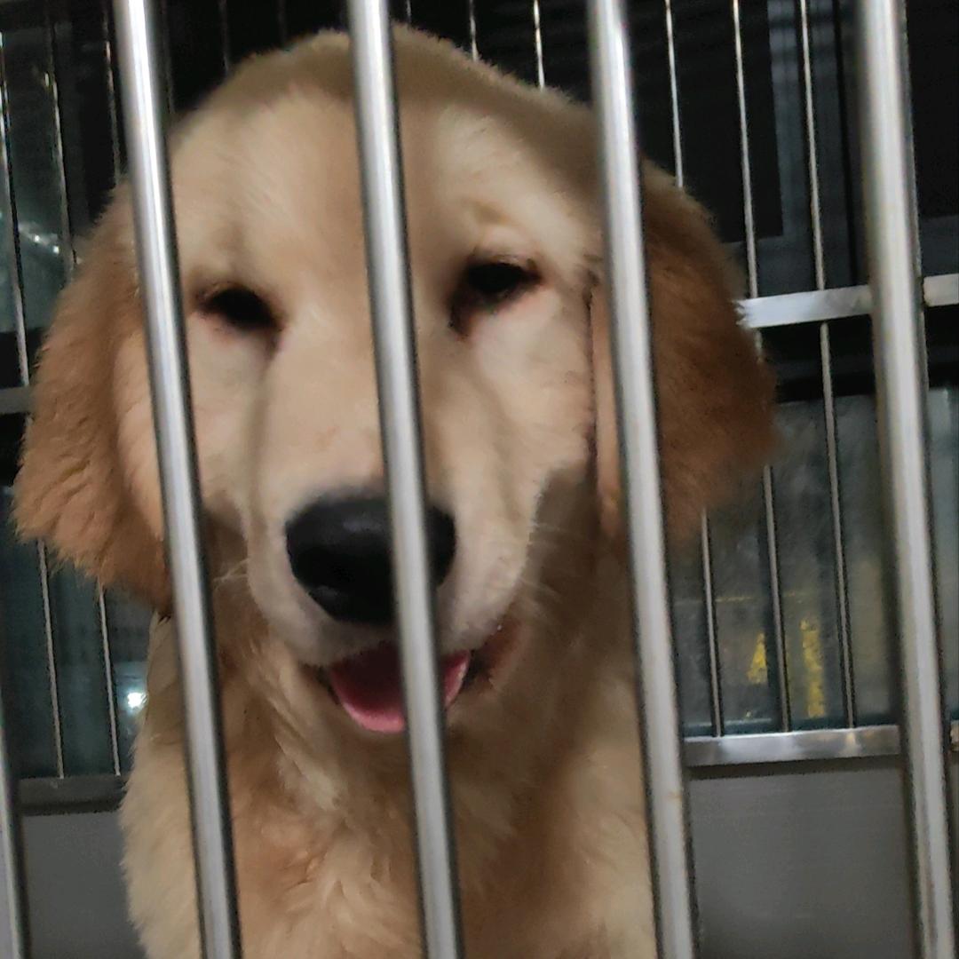帅🐶🐶不咬人