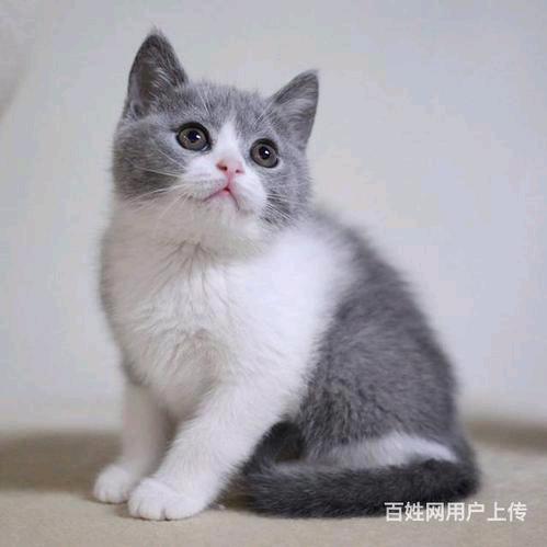 刚拆完家的布鲁猫
