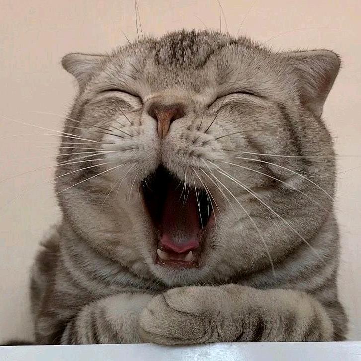 怪猫欧巴