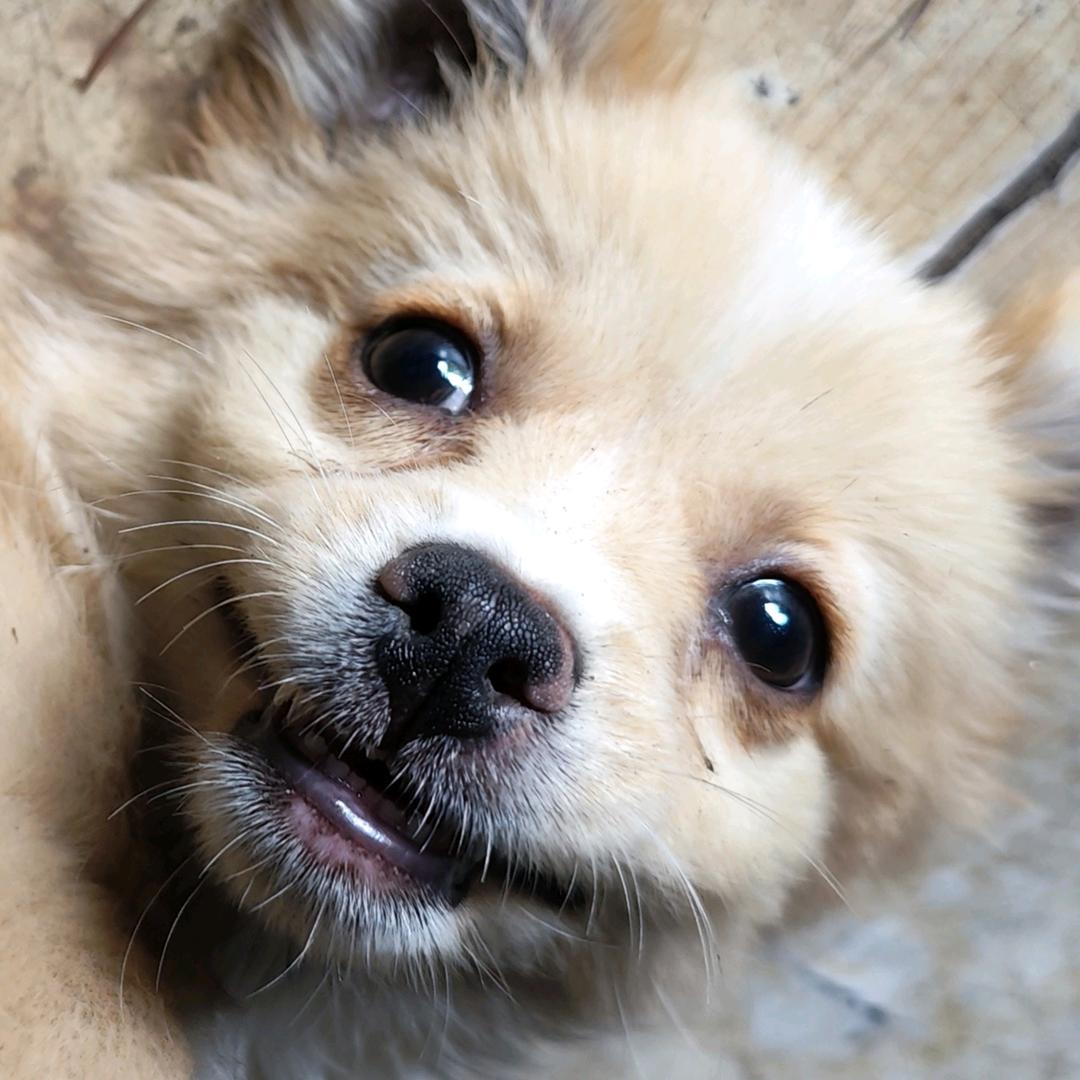 下路全靠我死撑（adc版）