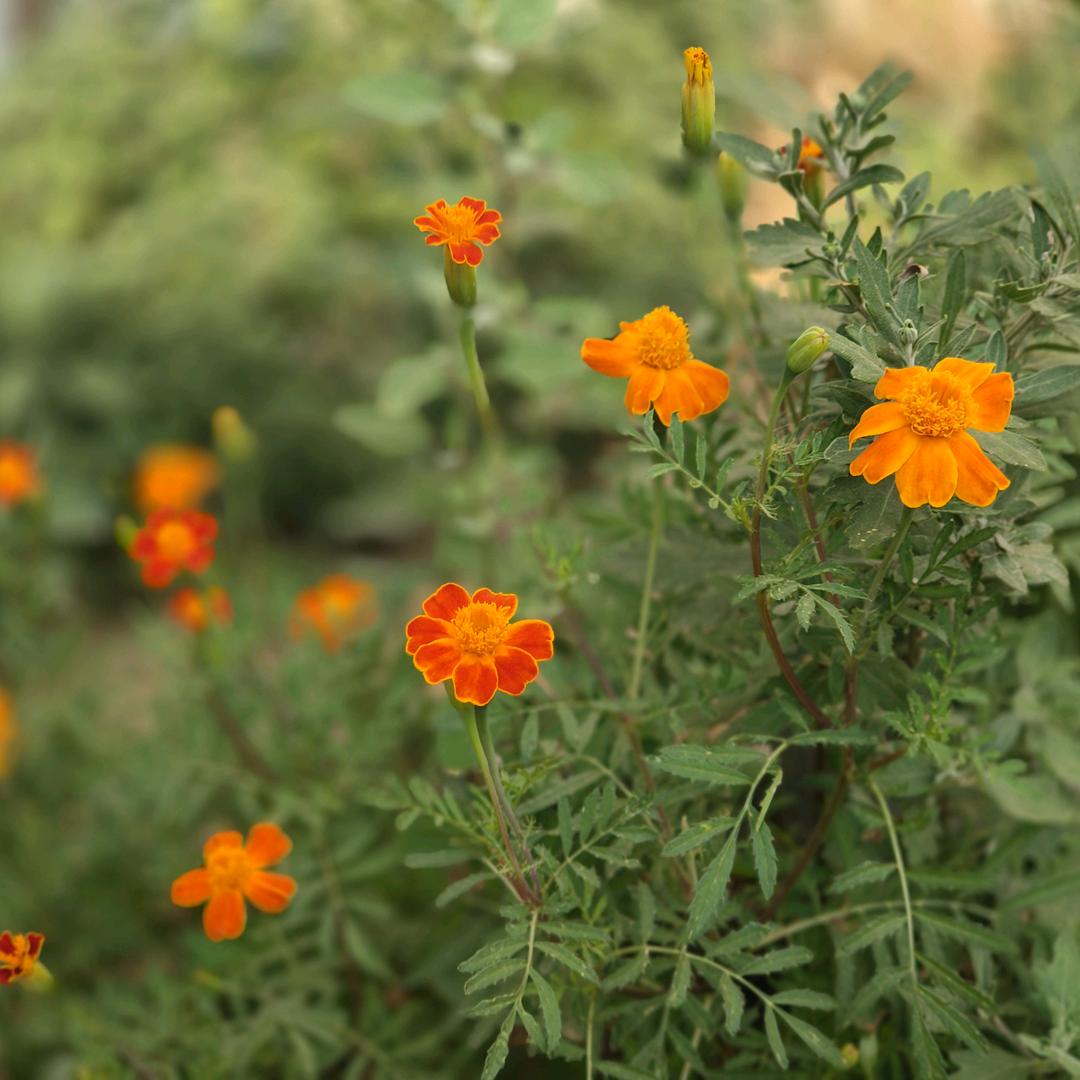 ✨被星星砸昏辣