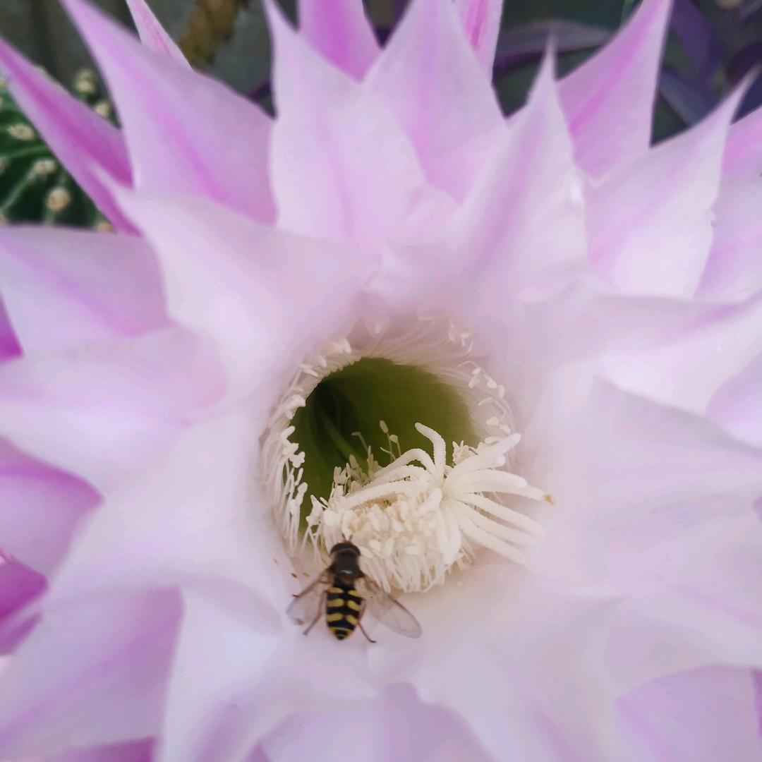 人间四月是芳菲