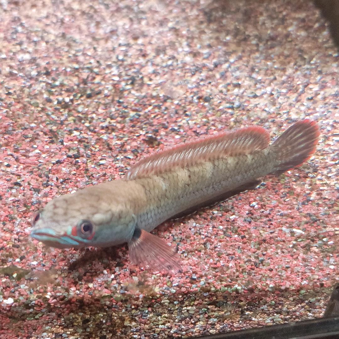 探索宠物世界