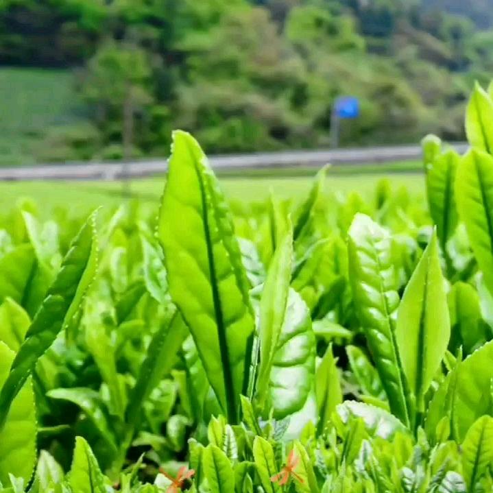 醉仙
