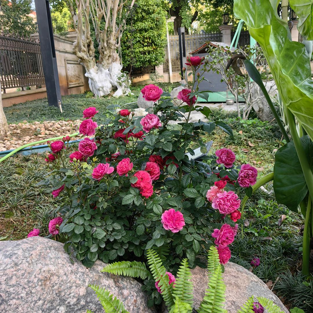 丽姐