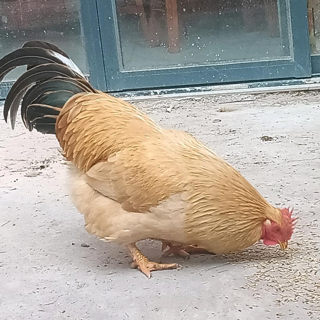 容县六妹