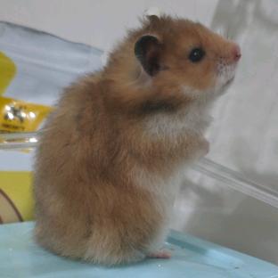 奔向罗马的牛马