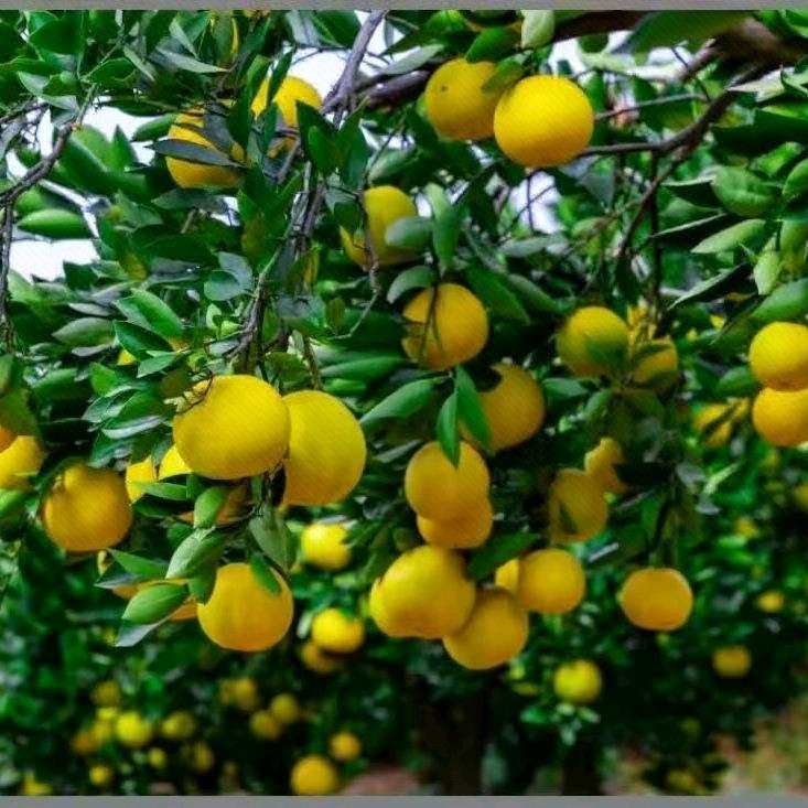 开心每一天6743895639472