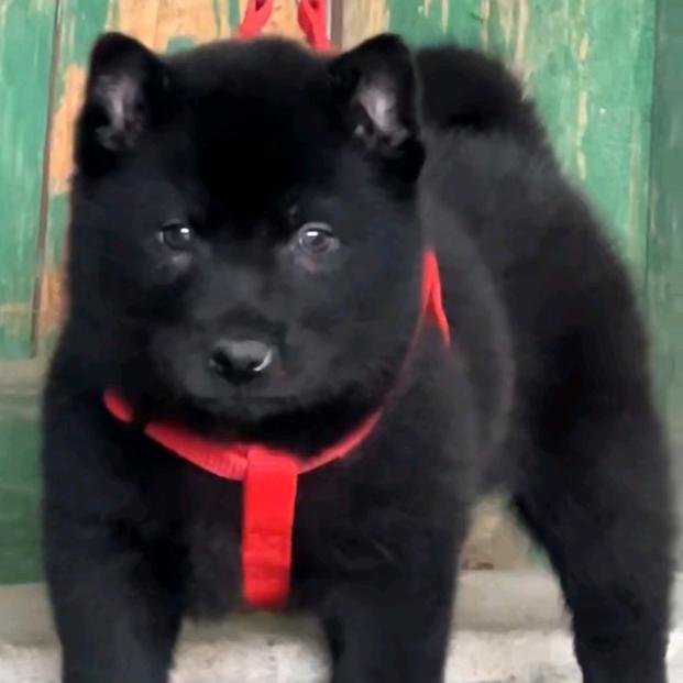 本土田园犬