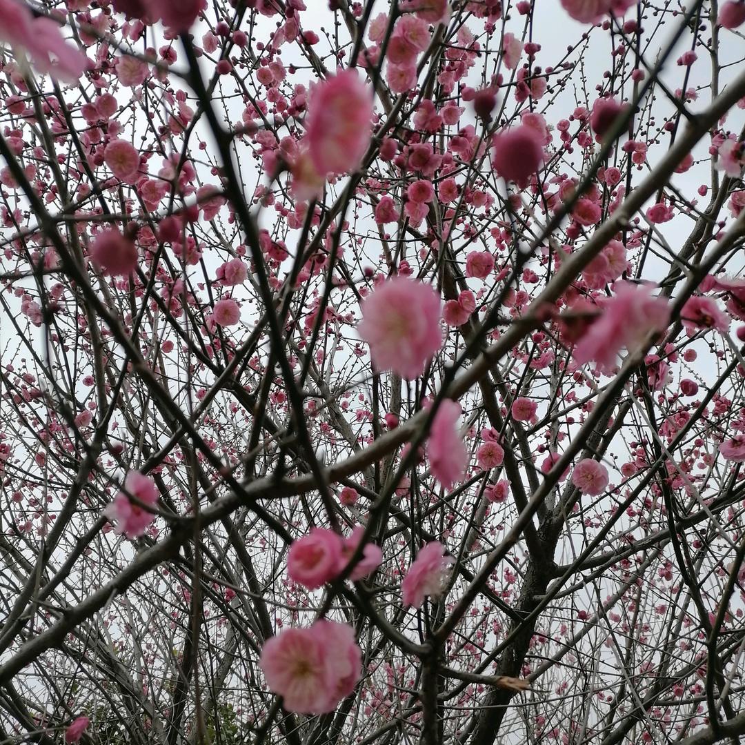 木兰花