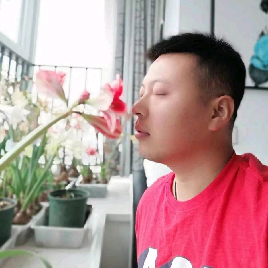 归来园艺工作室（小龙朱顶红）