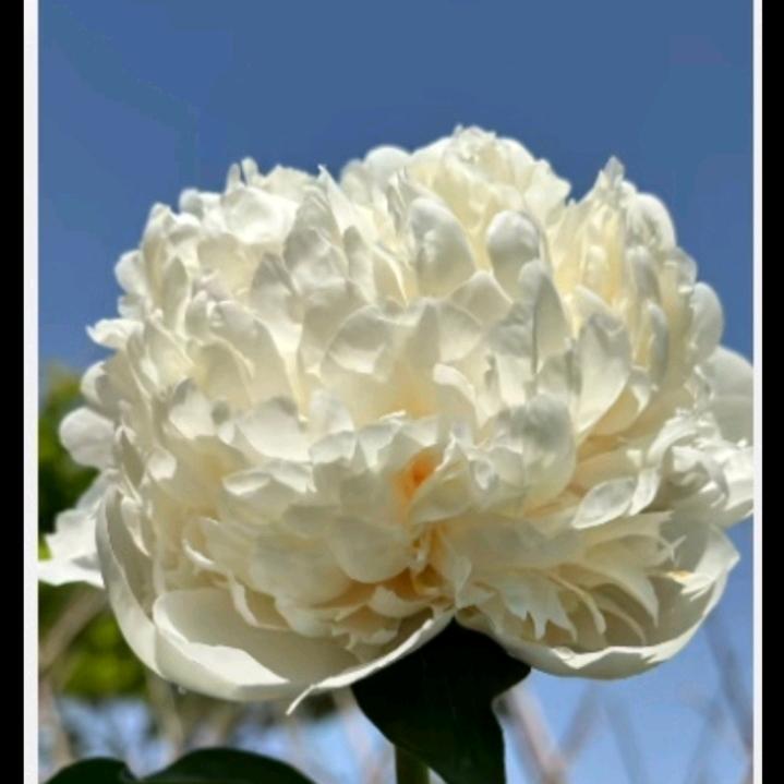 桂芝花卉甄选
