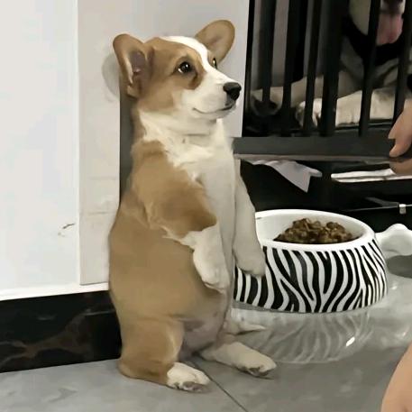 养生篮球