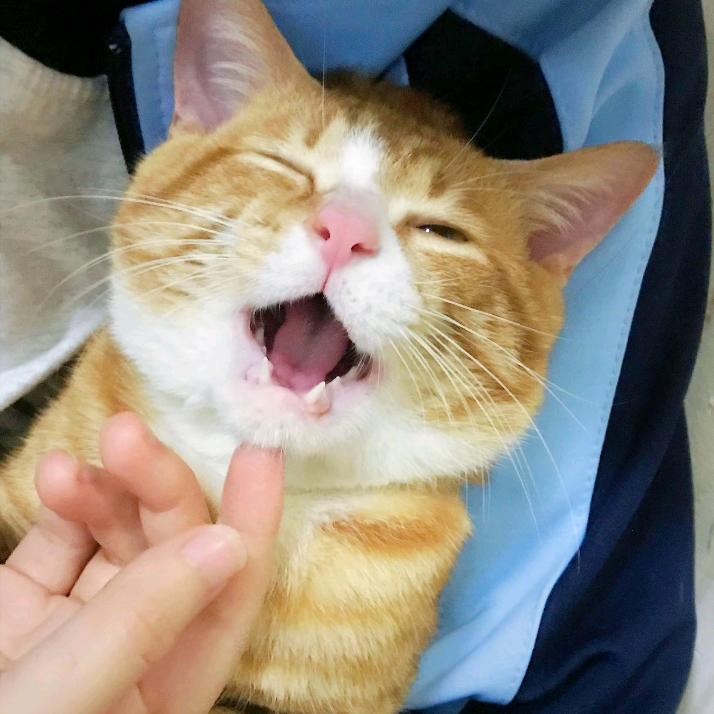 小牙