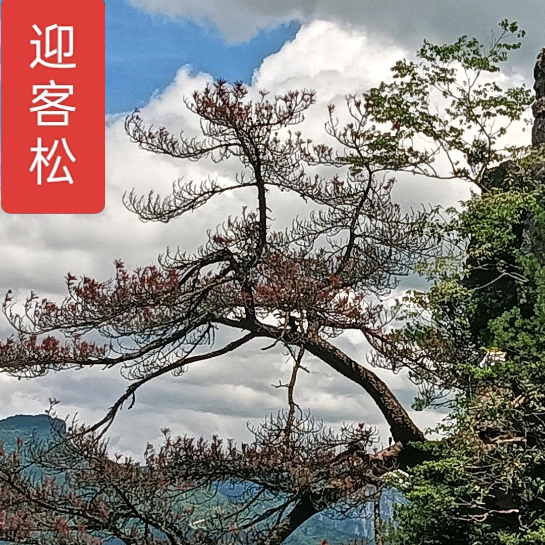 行走中的歌者（老王）