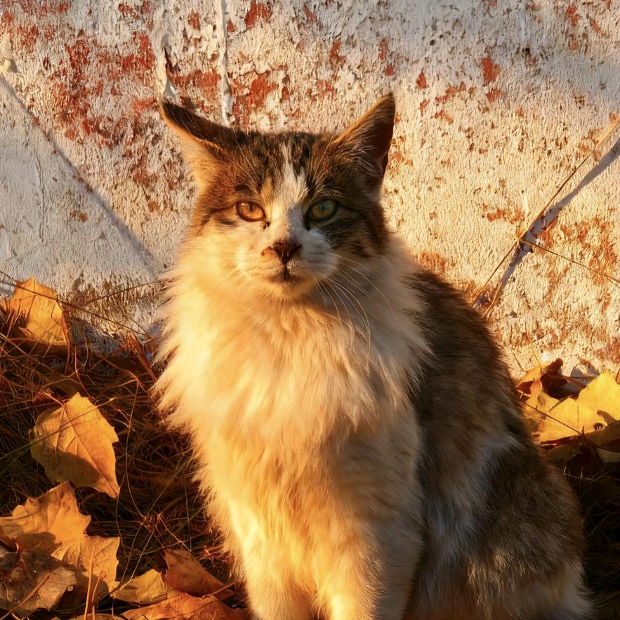 叶逍不爱吃夜宵