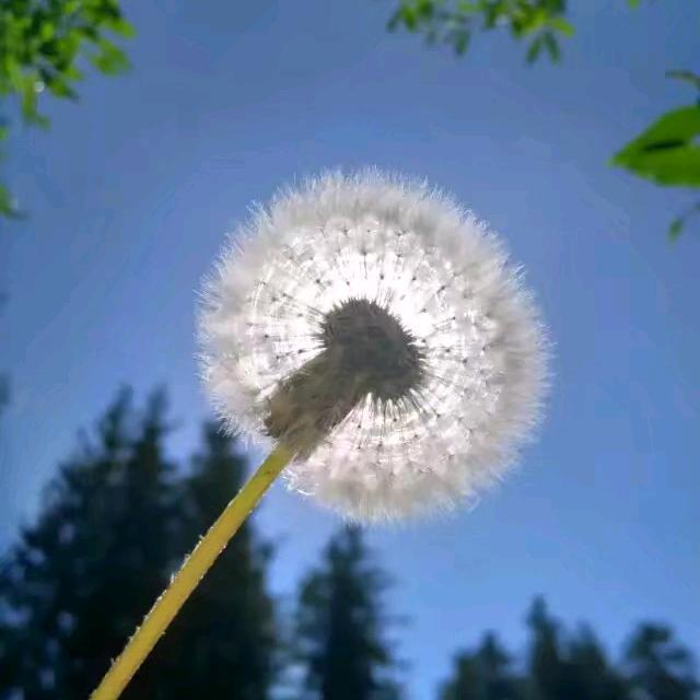 𝄞意随风⁶²⁵