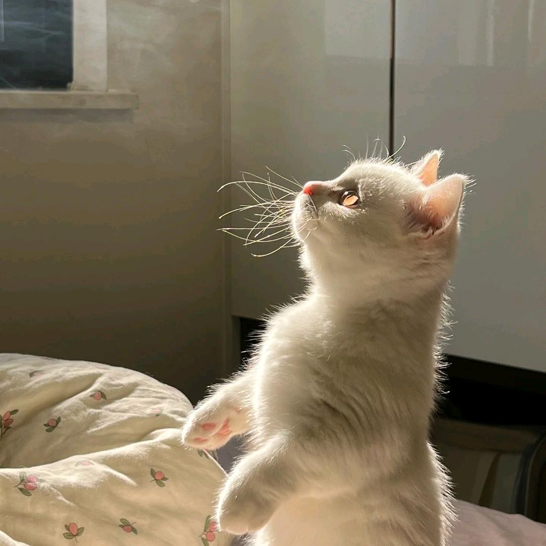 是彤不是铜