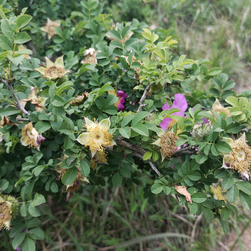 向日葵゛不变的微笑