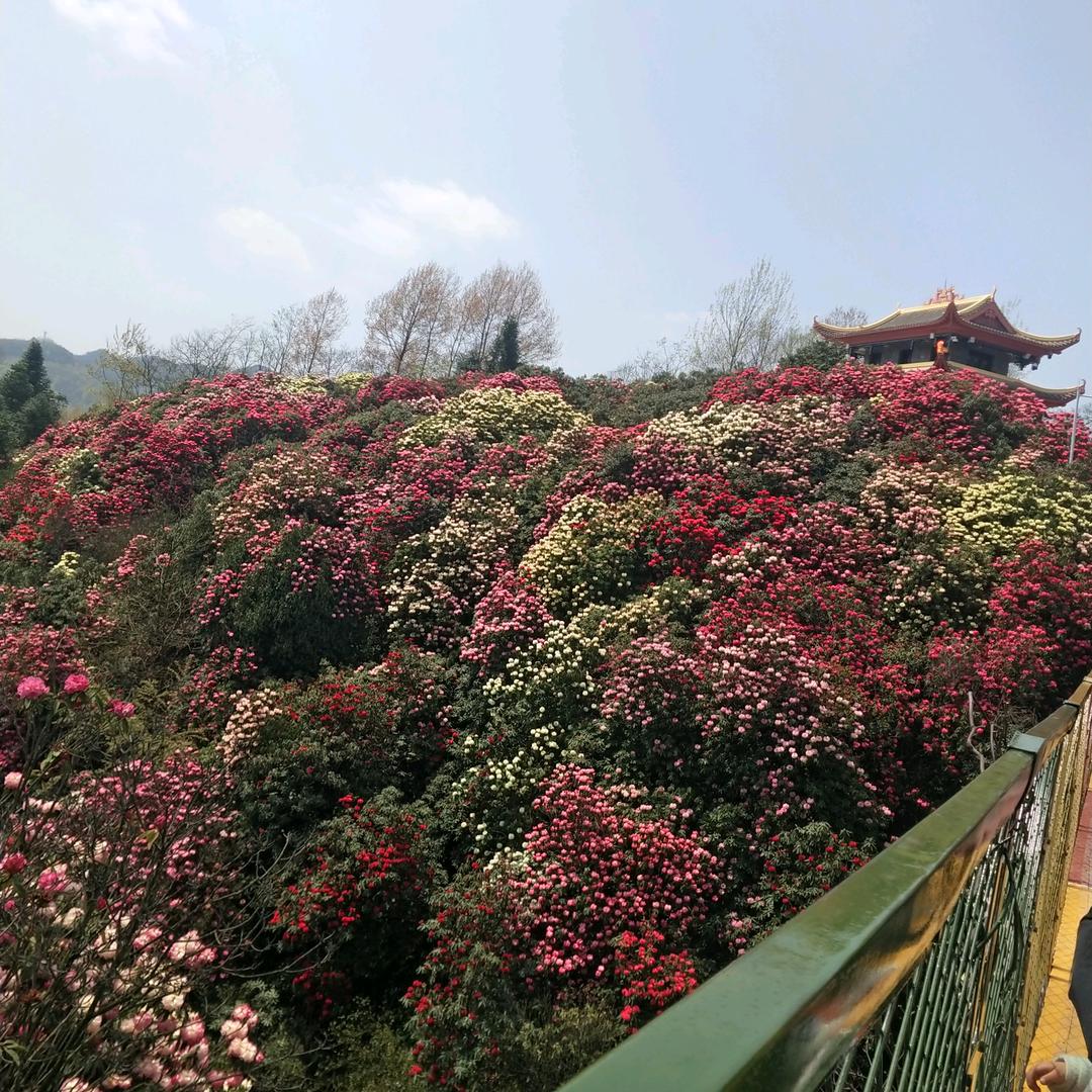 好运莲莲