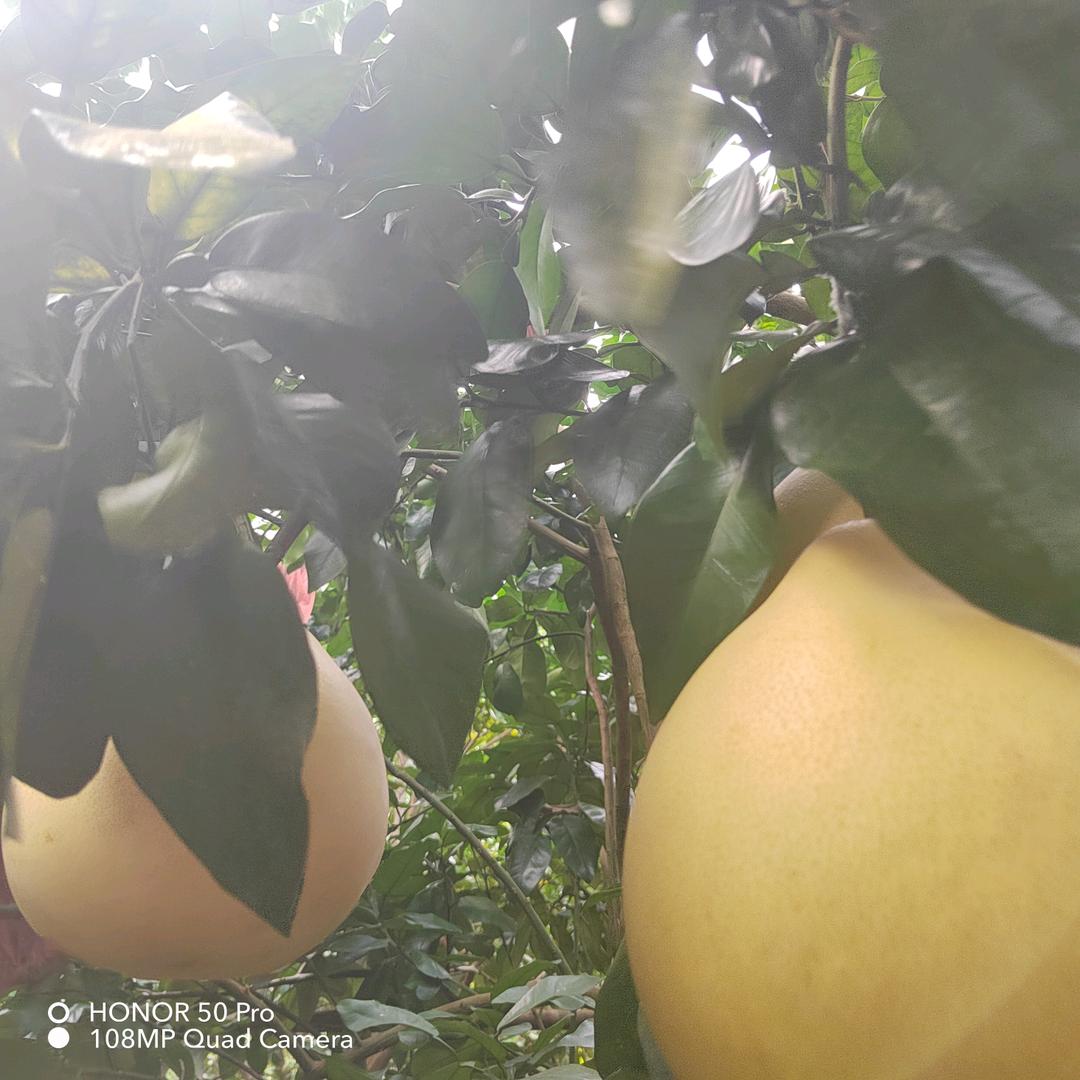 满眼星陈&幸胡一辈