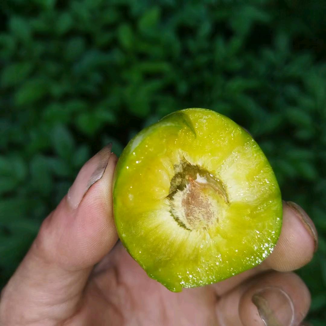 李子哥