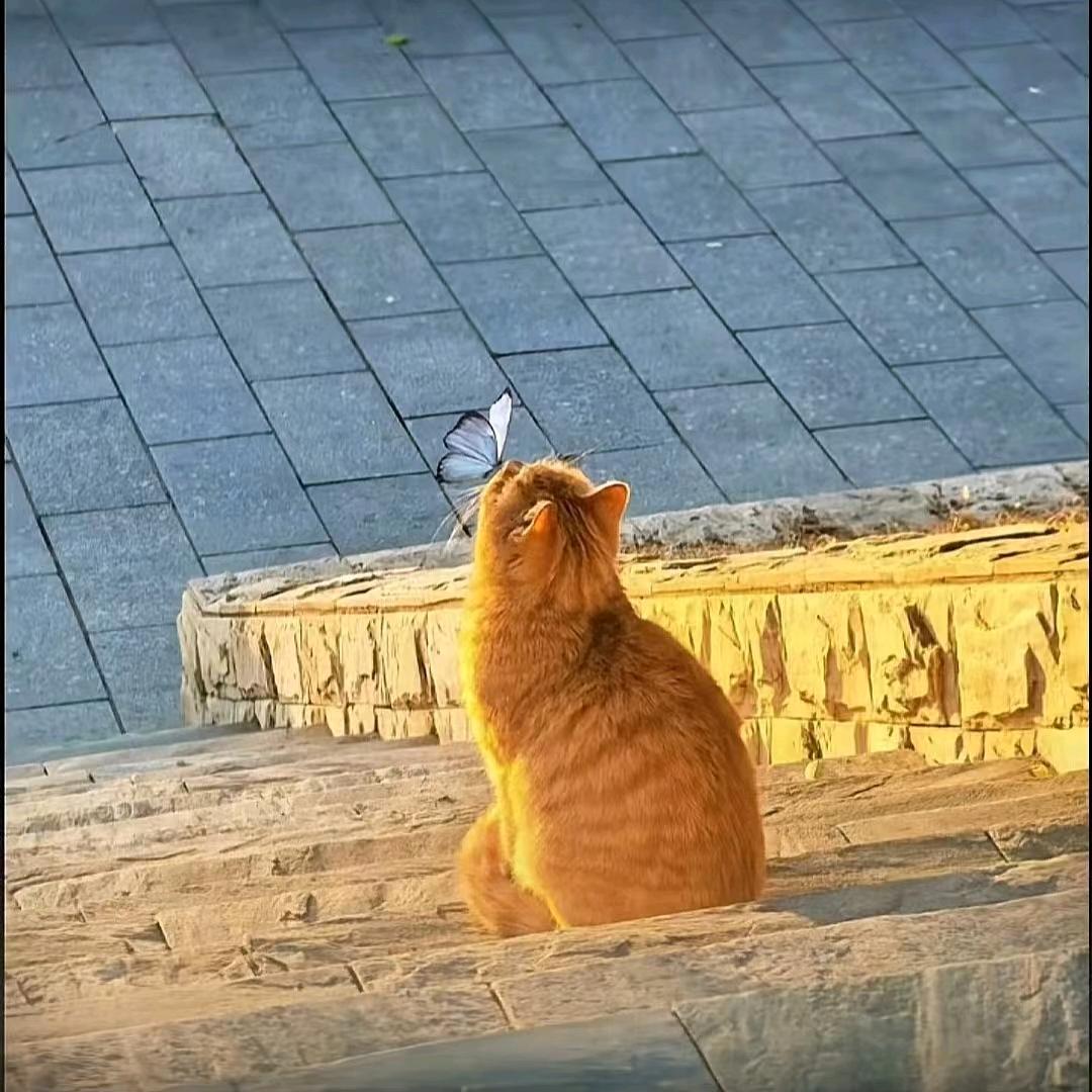 Z的次方