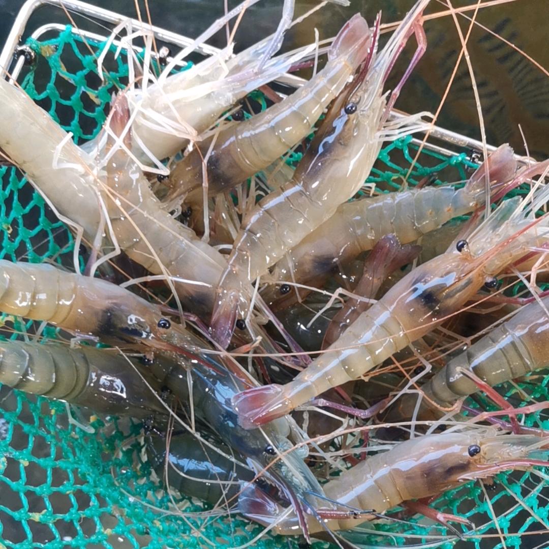兆丰海鲜水产肉类活禽