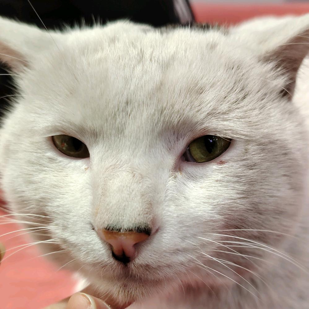 阿然陛下接妆接毛（六月开单）