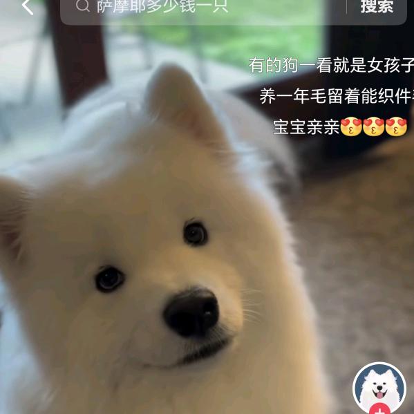 狗狗的宝贝