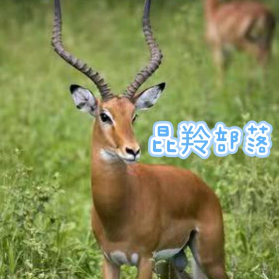 昆羚之夏（轻资产创业）