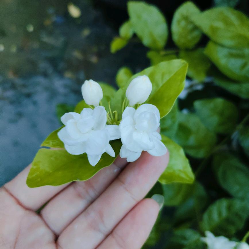 🌺🌺一岁一安康