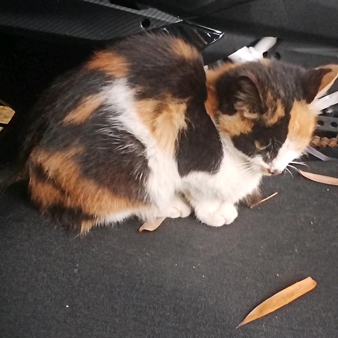 欲买桂花同载酒