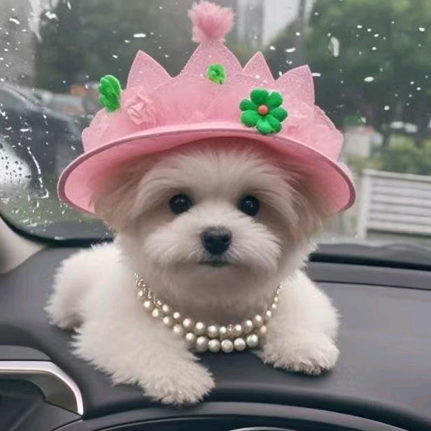 李哥教你训养犬